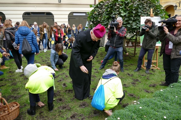 sadzenie żonkili na franciszkańskiej trzy